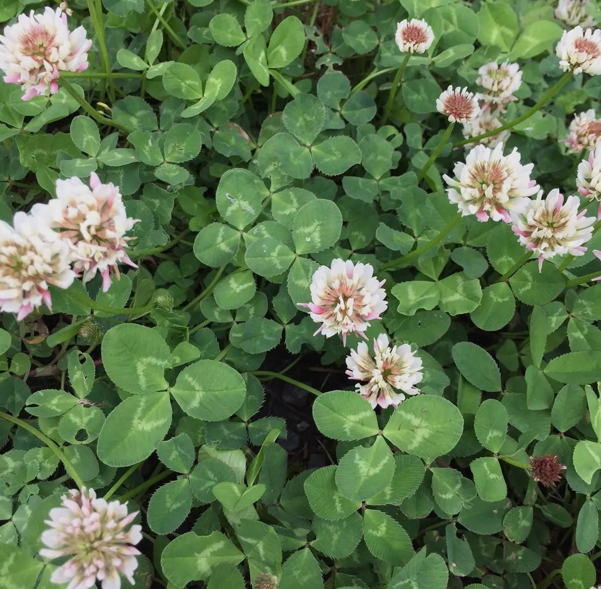 Good Luck Clover | Garden in a Bag