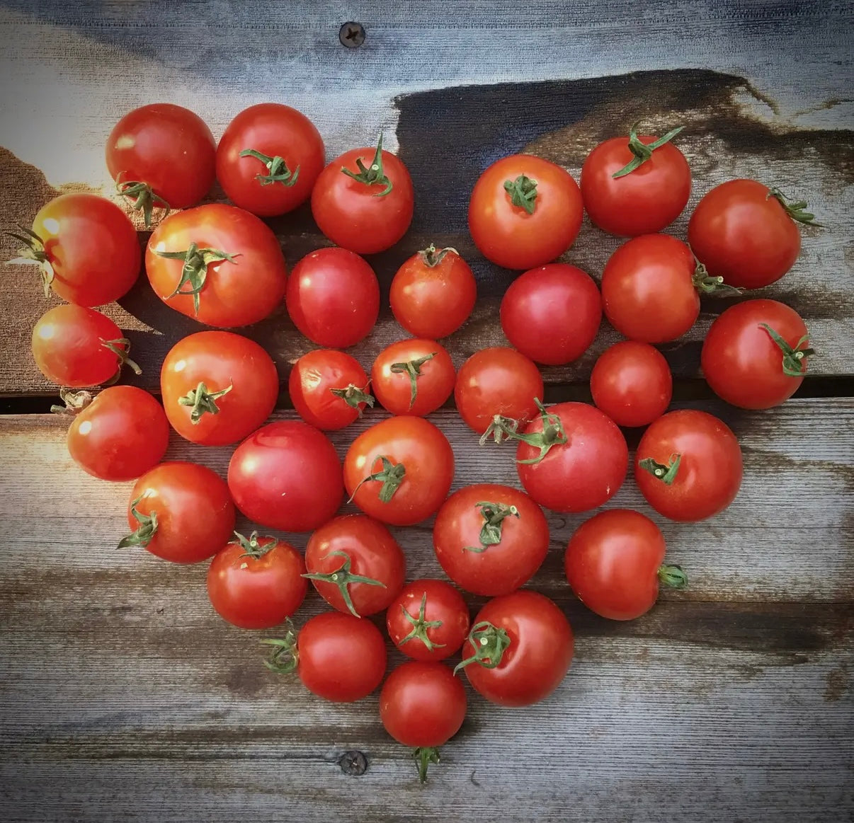 Tomatoes | Garden in a Bag