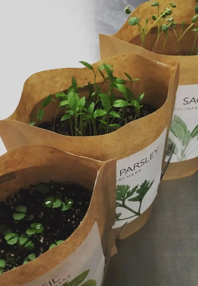 Italian Parsley | Garden in a Bag