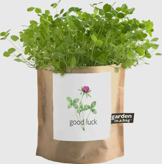 Good Luck Clover | Garden in a Bag