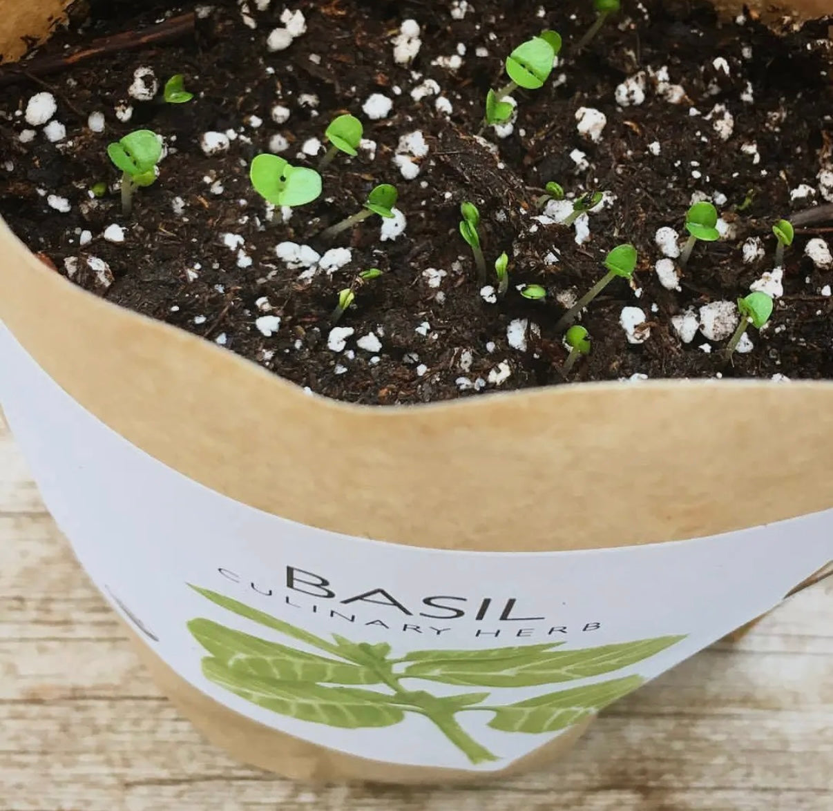 Basil | Garden in a bag