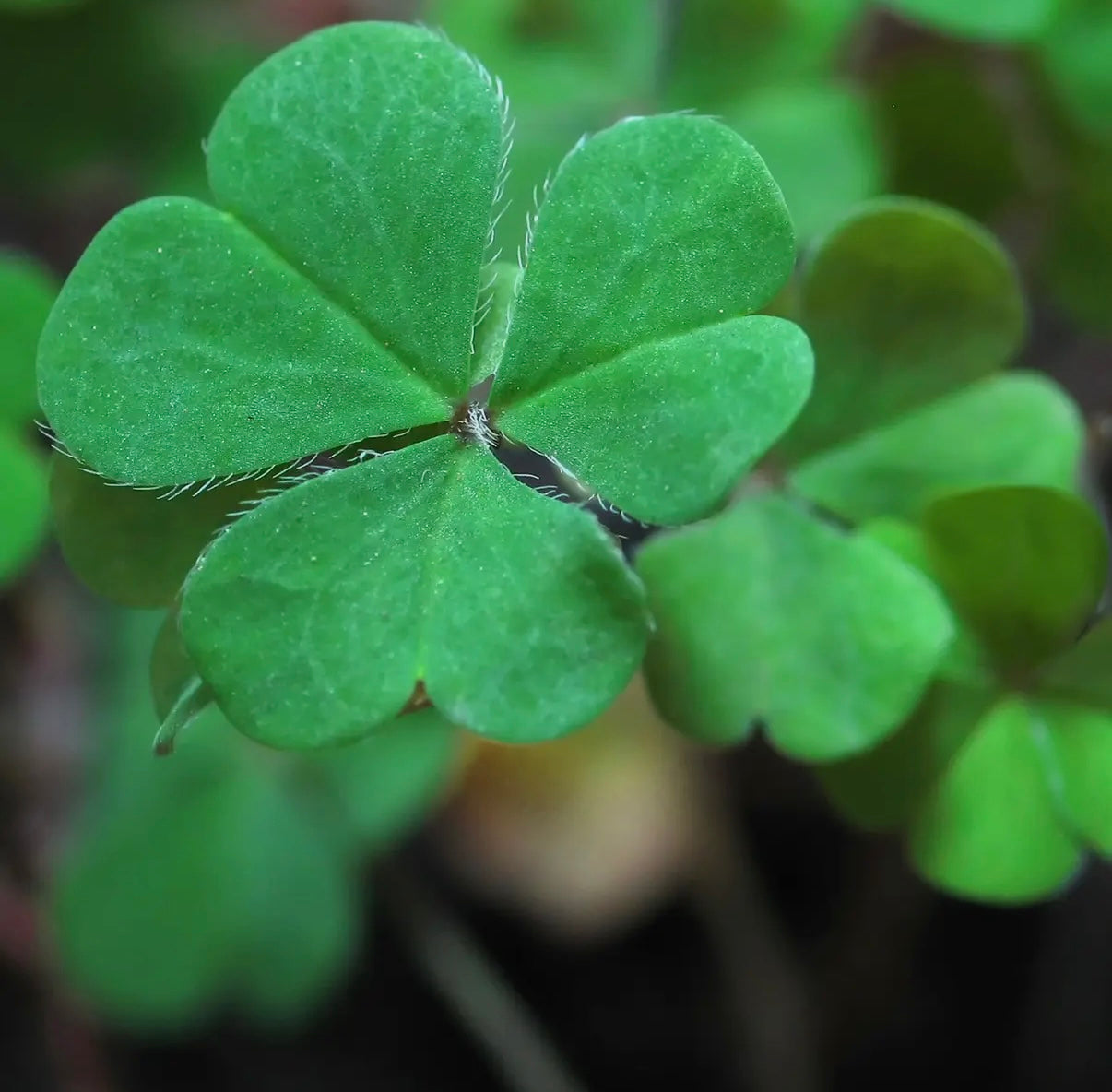 Good Luck Clover | Garden in a Bag