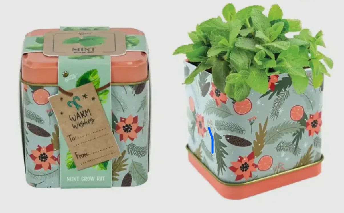 Mint | Grow Kit