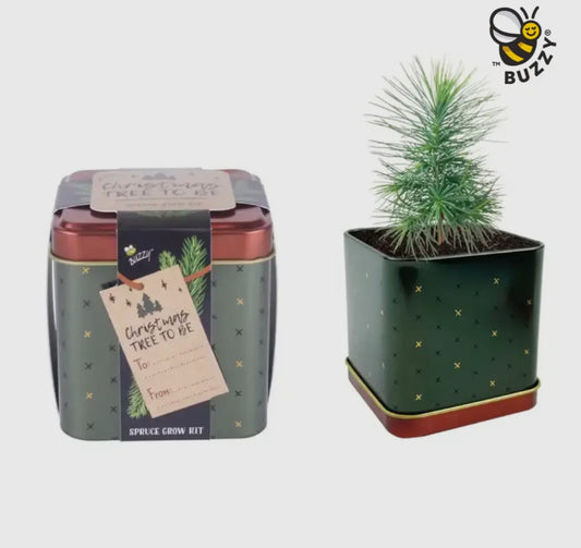Spruce Tree | Grow Kit